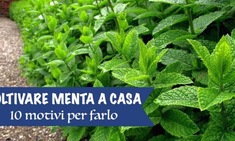 buoni motivi per piantare la menta a casa