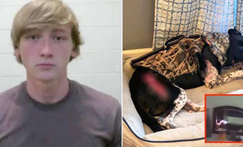fidanzato della figlia percuotere il cane