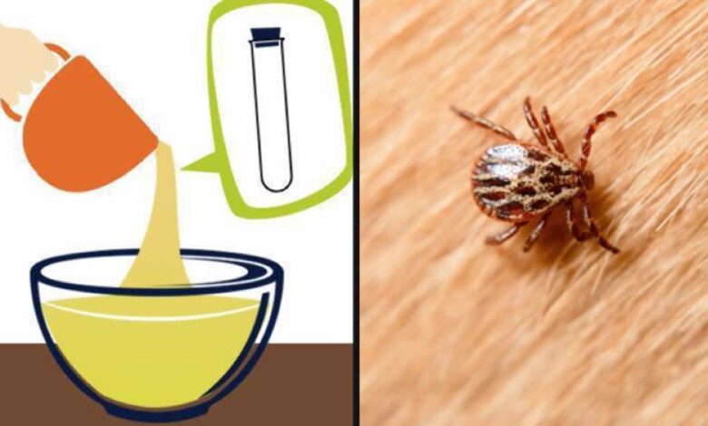 Rimedio naturale per prevenire pulci e zecche