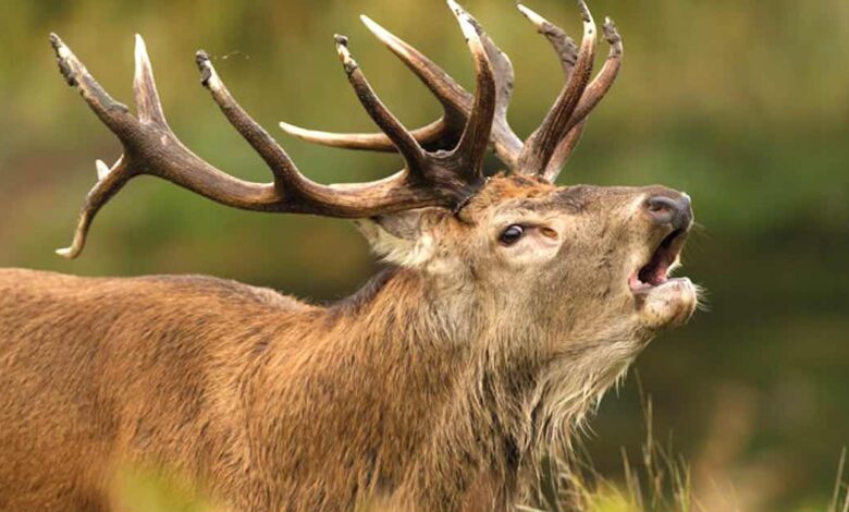 Il cacciatore spara ad un cervo