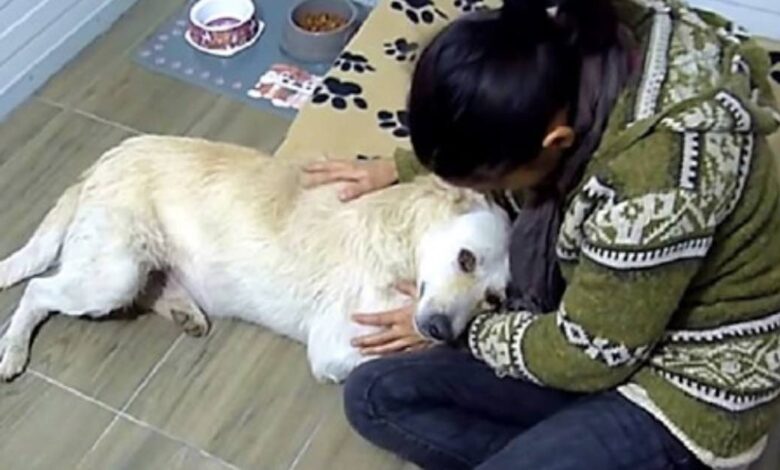 cane con il cancro viene salvato