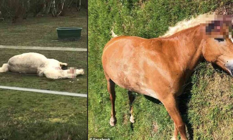 Cavalli mutilati e uccisi