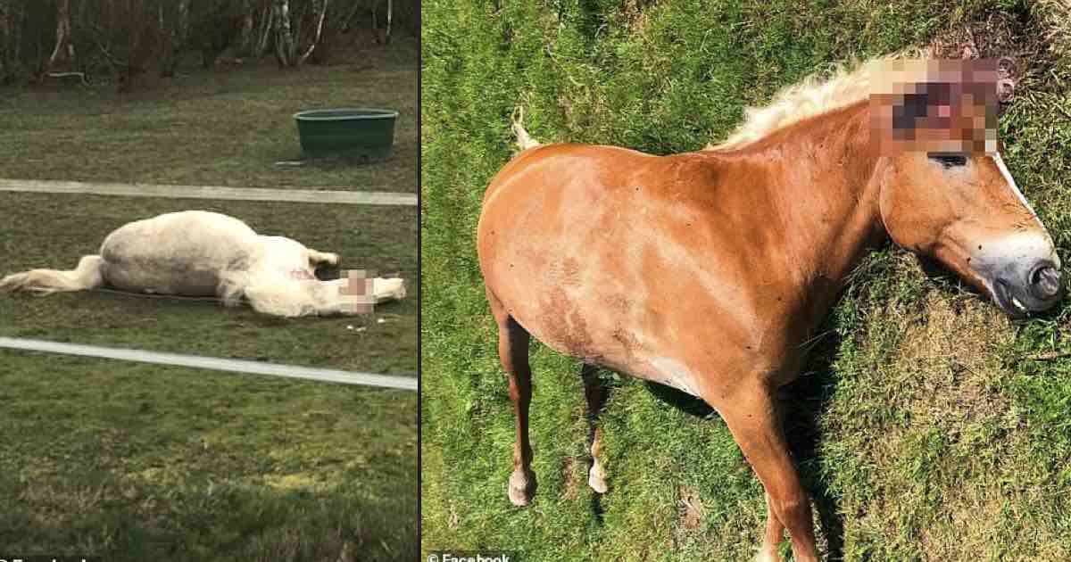 Cavalli mutilati e uccisi