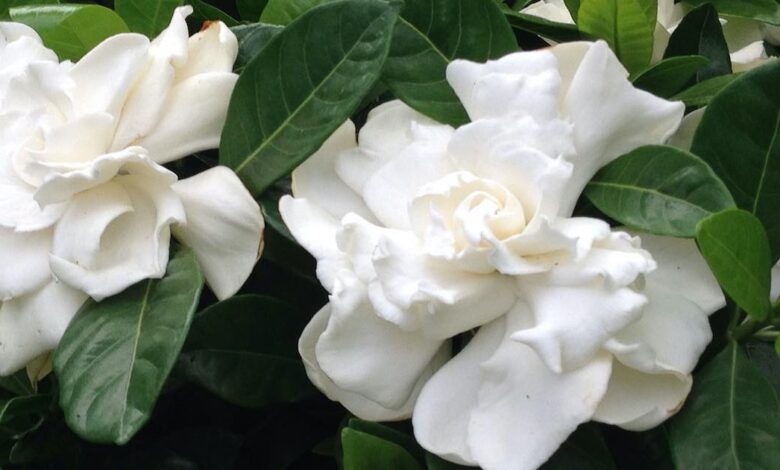 gardenia per combattere lo stress e l'ansia