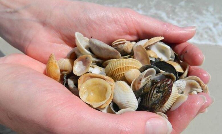 raccogliere le conchiglie