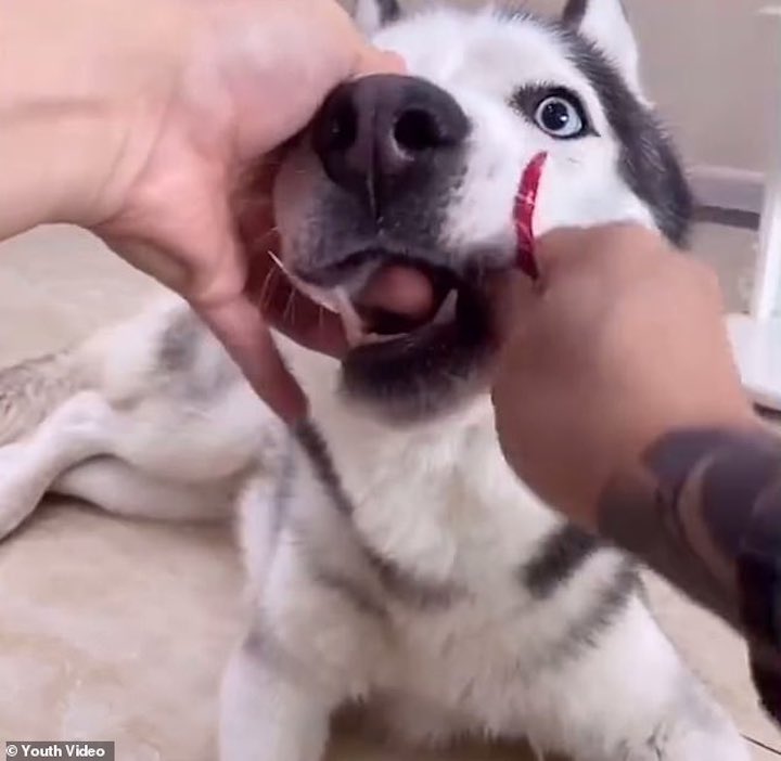 un ragazzo costringe cane a mangiare peperoncino