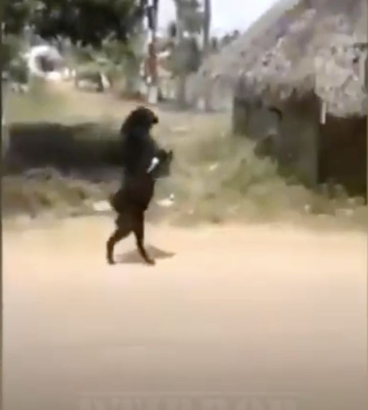 una capra che cammina