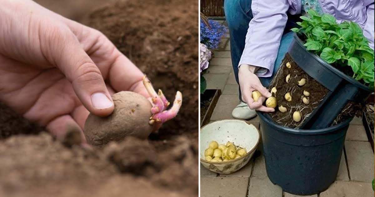 Come coltivare le patate in vaso a casa