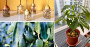 Come coltivare avocado in vaso