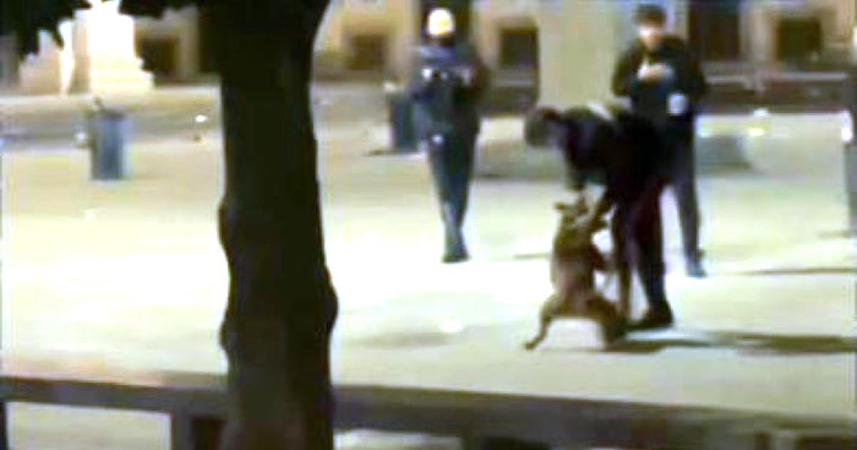 Gli aizzano contro pitbull, carabiniere spara a cane a Milano