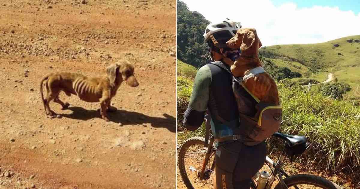 Un ciclista trova un cane malnutrito