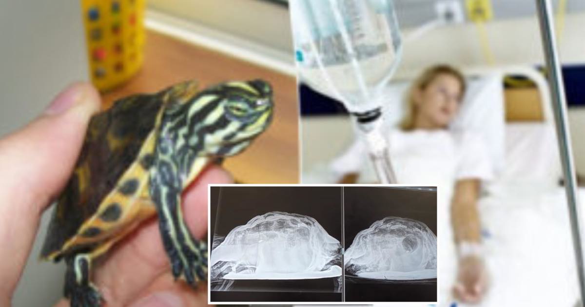 Trovata una tartaruga morta nella vagina