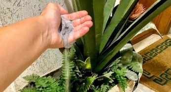 Cenere in Giardinaggio: Ottimo Concime per Alcune Piante, Dannoso per Altre
