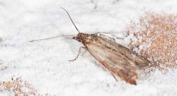 Addio per Sempre alle Farfalline del Cibo: Guida Completa per una Dispensa Libera da Infestazioni