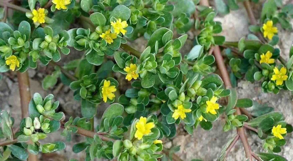 portulaca giardino